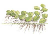 Salvinia auriculata 1-2-Grow!