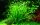 Helanthium tenellum Green 1-2-Grow!