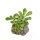 Bucephalandra pygmea "Bukit Kelam" 1-2-Grow!